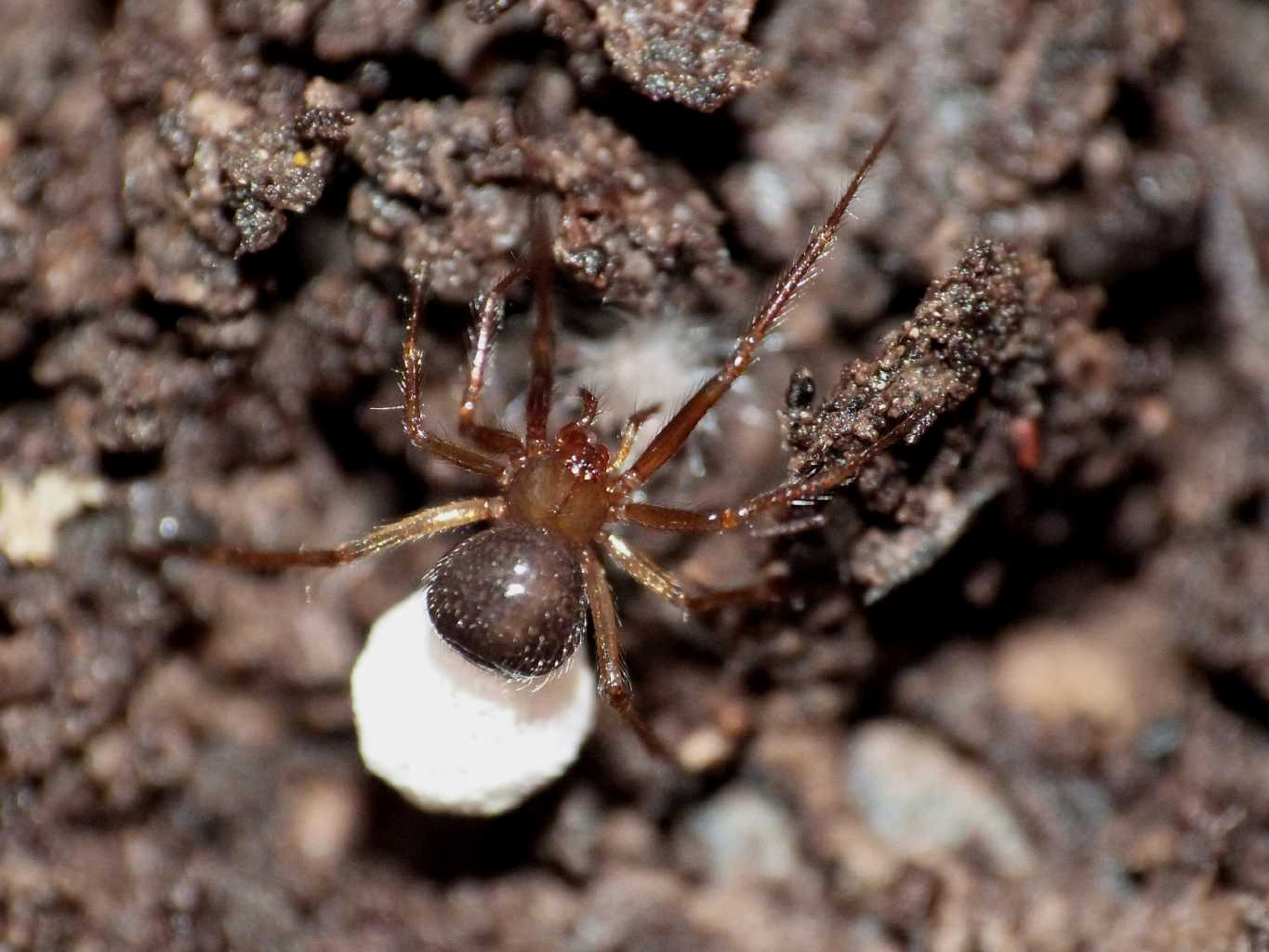 Nesticella mogera con ovisacco - Ostia Antica (RM)